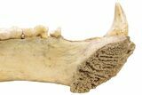 Fossil Cave Bear (Ursus spelaeus) Lower Jaw - Romania #240196-11